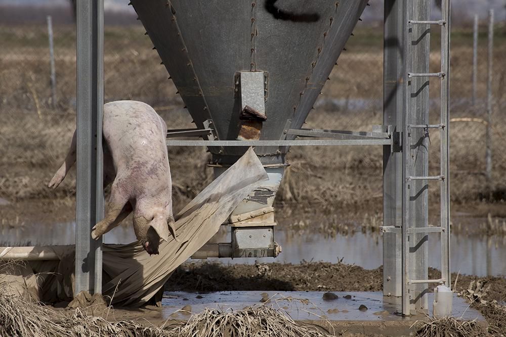 Un ejemplar de cerdo vencido sobre el soporte de un silo en la explotación de Remolinos. / Tras los Muros-PACMA