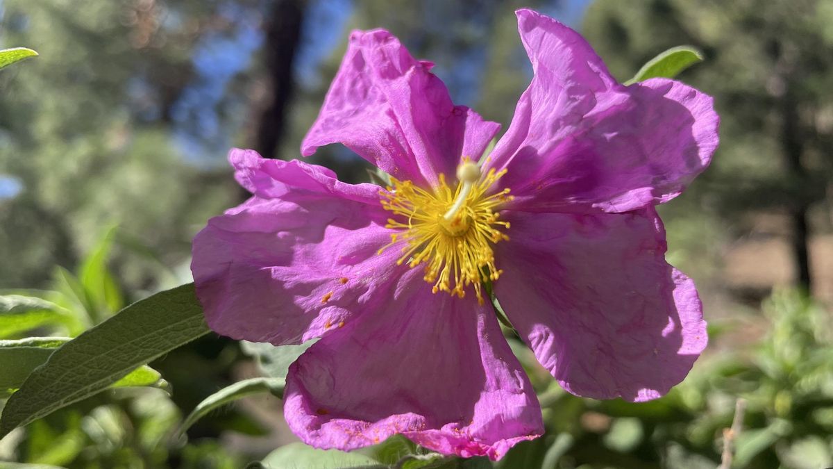 Amagantes, en plena floración, en el entorno del Pico Bejenao (El Paso).
