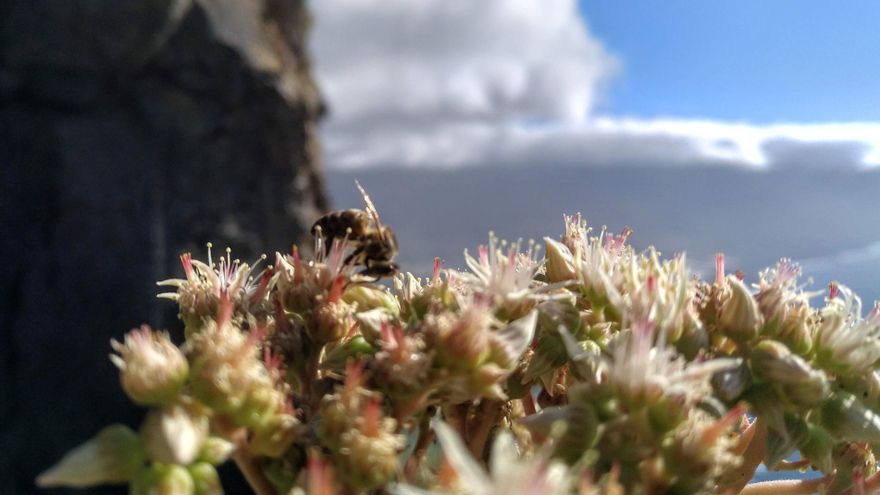 Santa Cruz de La Palma celebra el Día Internacional de la Biodiversidad con talleres para escolares