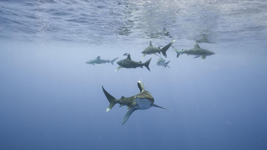 No, el ataque mortal de un tiburón a una mujer alemana “no se produjo en aguas de Canarias"
