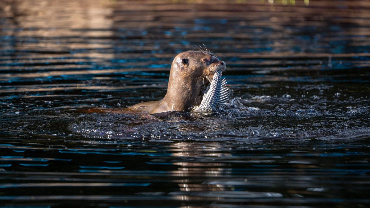 Nutria gigante cazando en libertad en 2025. Foto: @andivillarreal / cortesía Rewilding Argentina