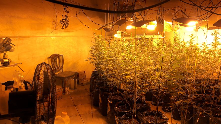 Desmanteladas dos plantaciones de marihuana enganchadas ilegalmente a la luz