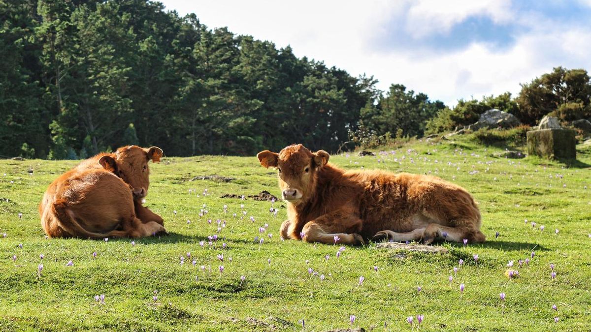 Vacas pastando en Galicia