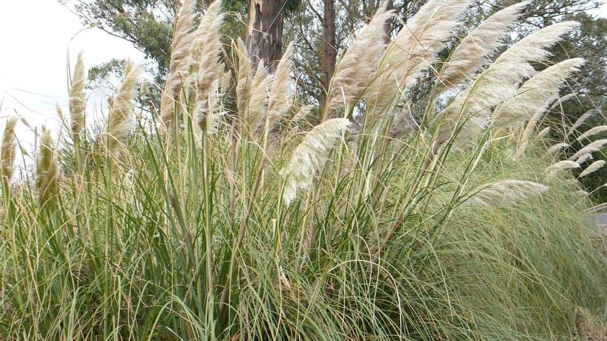 Ejemplar de plumachos