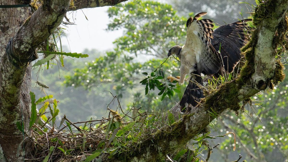 El vuelo que inquieta a las rapaces: así reaccionan estas aves ante los drones, según una década de estudios en Latinoamérica