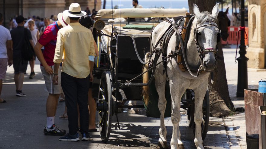 Un caballo a pleno sol cerca de la Seu de Palma, símbolo de la capital balear y zona turística por excelencia.