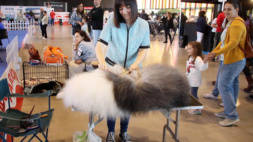 Celebración de la XXV Exposición Internacional Canina de León y otra de carácter nacional