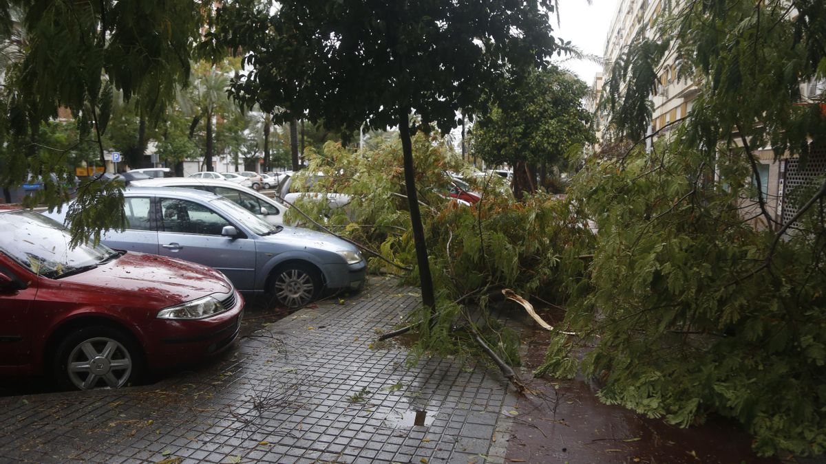 El temporal provoca las caídas de árboles, postes eléctricos y placas de una fachada en el Sector Sur