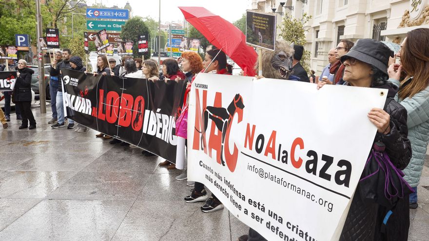 El partido animalista Pacma "aúlla" en defensa del lobo ibérico a las puertas del Congreso