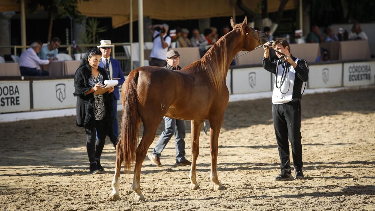 Campeonato Nacional de Caballos Árabes