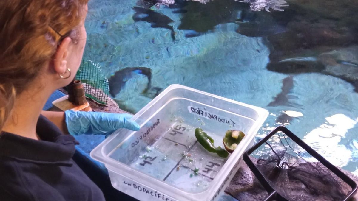 Alimentación de los acuarios en BIOPARC Acuario de Gijón/Xixón.