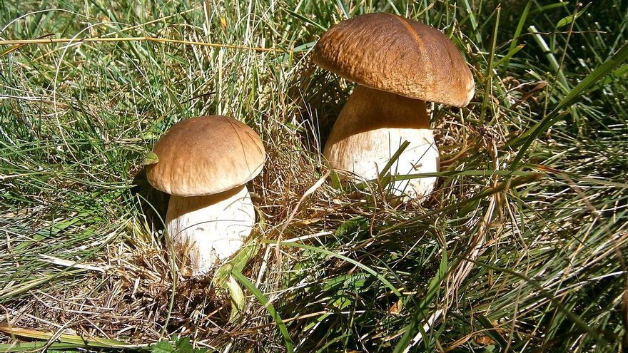 Las mejores zonas de Madrid para recoger setas