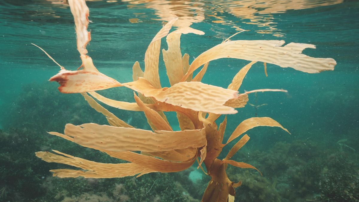 Algunas especies acuáticas utilizan además bicarbonato disuelto, un recurso que podría mantener la fotosíntesis cuando el carbono atmosférico resulte escaso