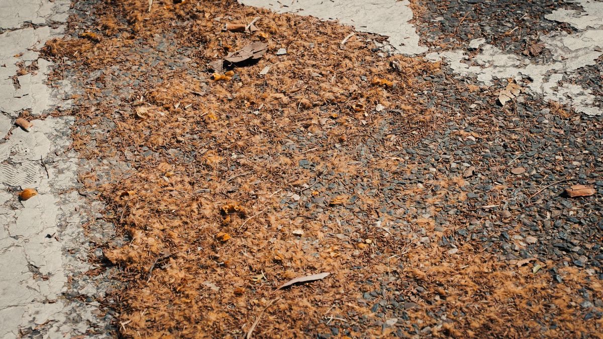 Polen en las calles y coches