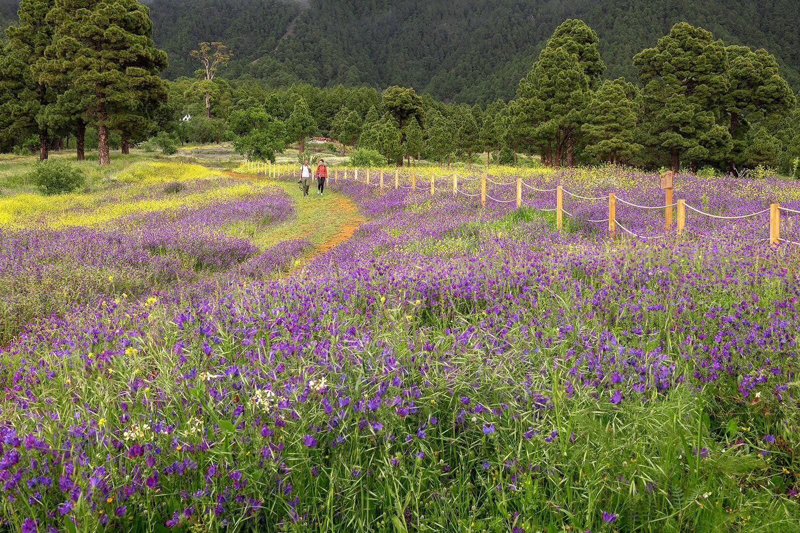 Floración en El Paso en una imagen de archivo. SAÚL SANTOS