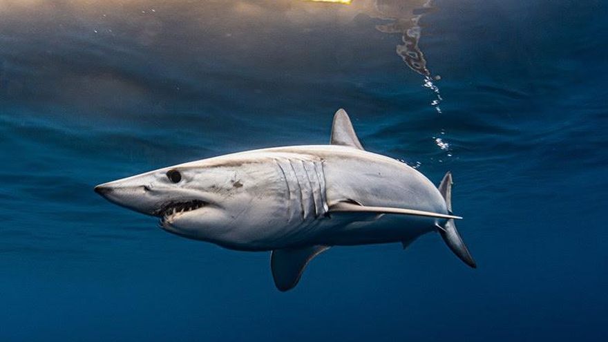 Cerco a la pesca masiva de tiburones para amputarles las aletas, de la que España es potencia mundial