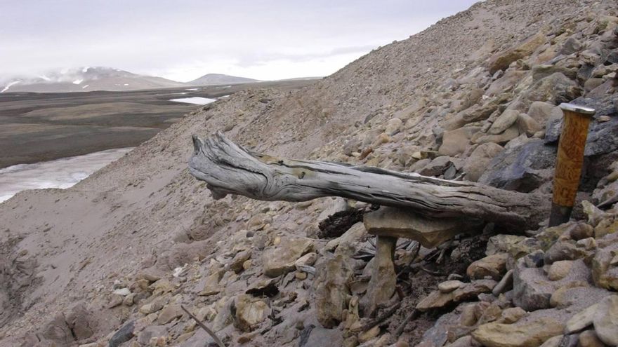 Un tronco de dos millones de años de un alerce todavía atrapado en el permafrost dentro de los depósitos costeros. El árbol fue arrastrado al mar por los ríos que erosionaron el antiguo paisaje boscoso.