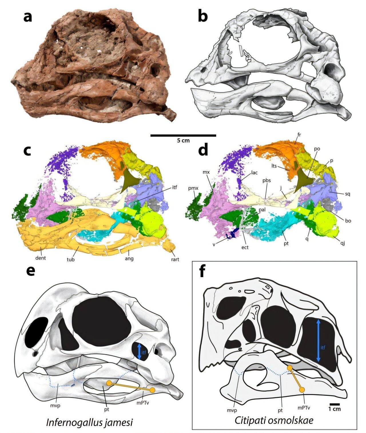 Anatomía craneal de Infernogallus jamesi gen. et. sp. nov.