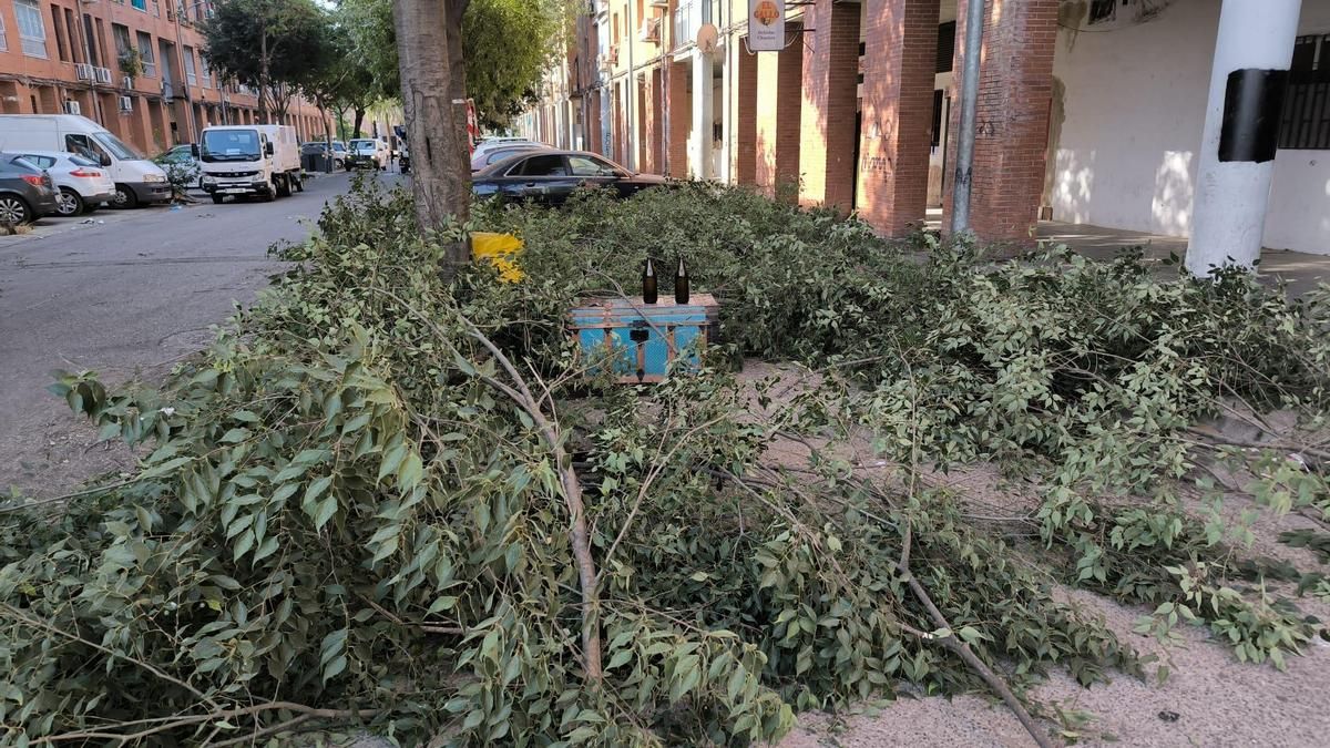 Poda de arbolado en Córdoba hace unas semanas.