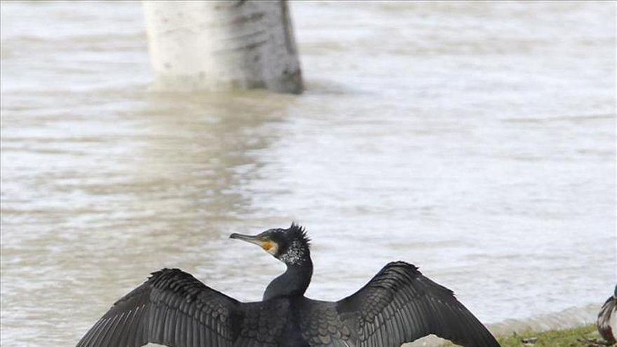 El censo de SEO/BirdLife detecta el mayor número de especies de aves acuáticas en Extremadura, pero alerta de su declive