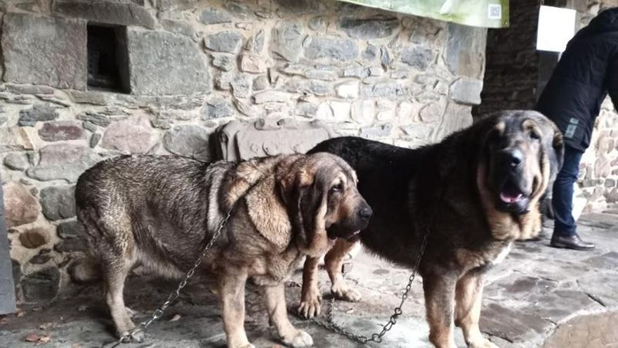 Mastines 'Barqueara' y 'Vaquero'.