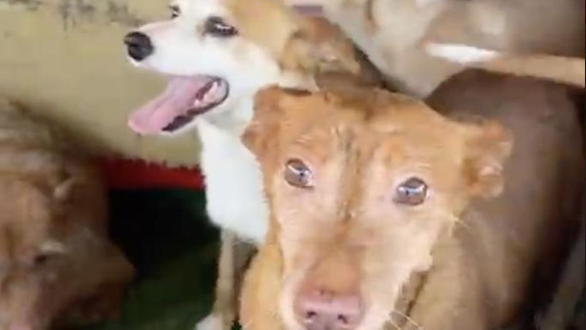 Un policía fuera de servicio salva a nueve perros atrapados por un incendio en Villamediana de Iregua