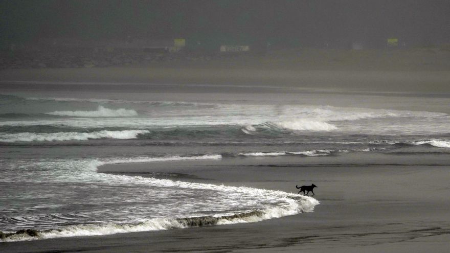 ¿Pueden acceder los perros a las playas con bandera azul?