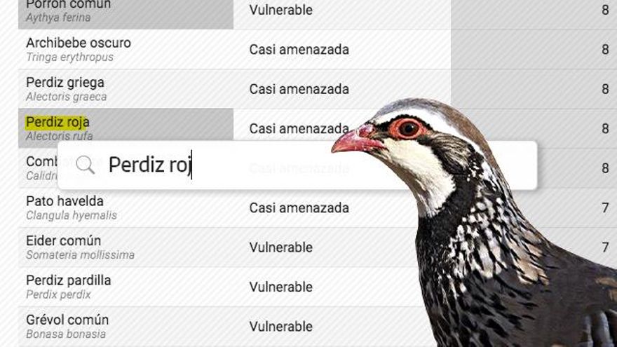Perdiz, codorniz o moñudo: el 40% de las aves trofeo de caza en Europa están en una situación preocupante