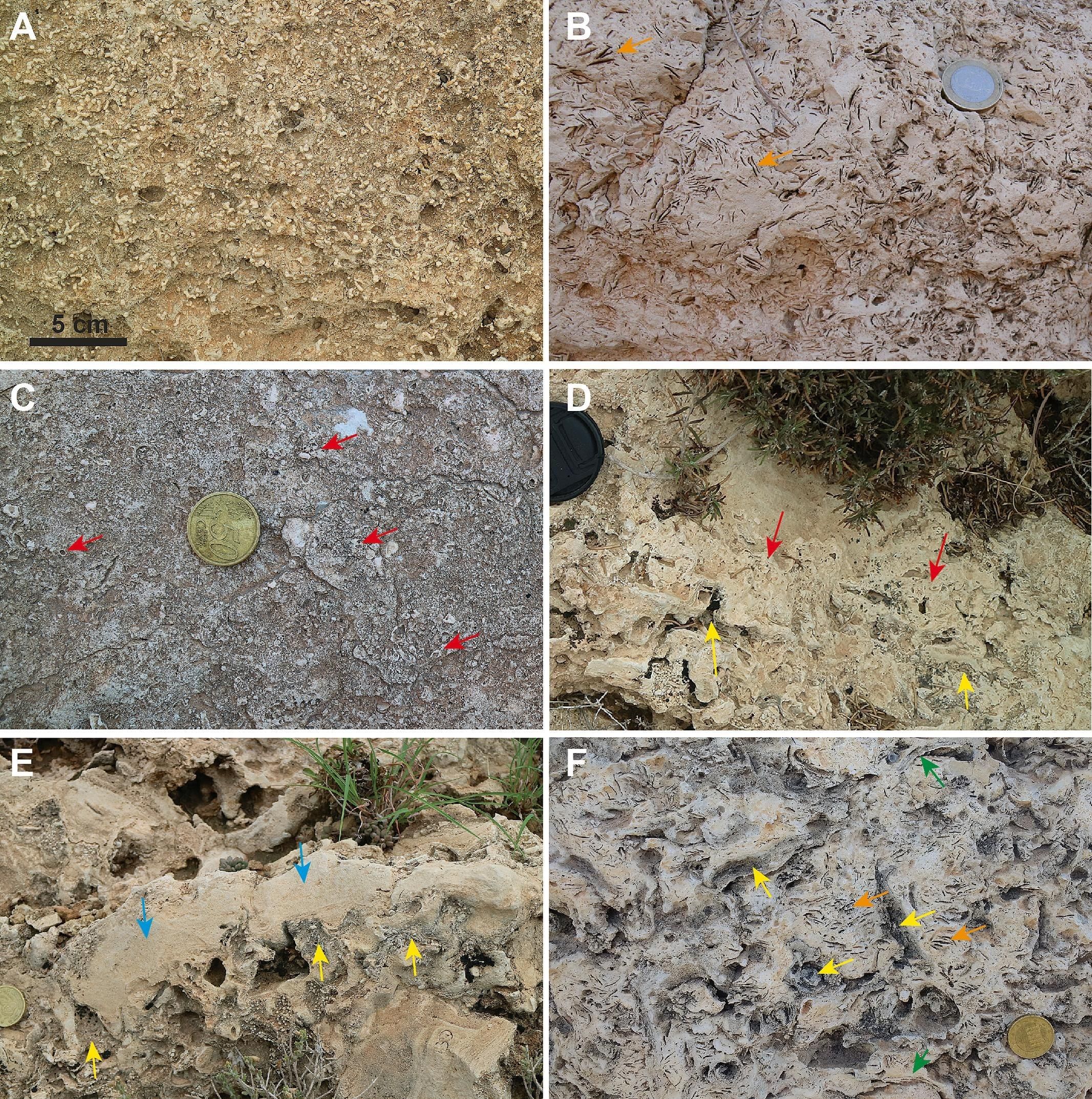 Ejemplos de coral fósil que han encontrado durante la investigación