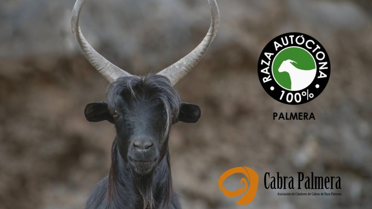La Cabra Palmera logra la autorización para el uso del ‘Logotipo 100% Raza Autóctona’