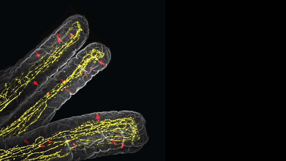 Descubren cómo las células del intestino avisan al cerebro para que corte el hambre cuando hay una infección