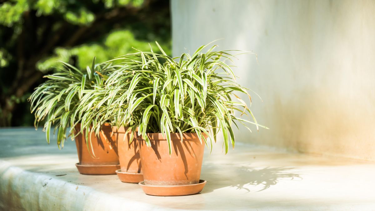 En verano, una maceta situada en una terraza soleada puede perder agua a gran velocidad. No es el caso del otoño, donde todo todo esto empieza a ralentizarse.