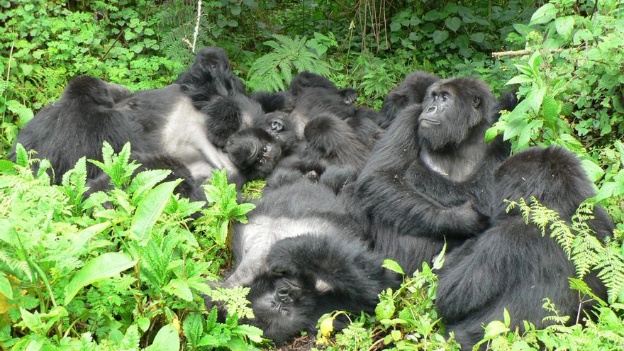 El tipo de vida social y la amistades también influyen en la salud de los gorilas