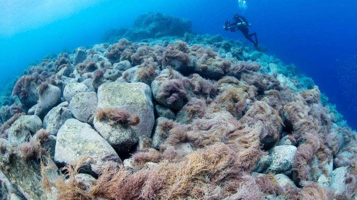 La vida renace en la lava del volcán Tajogaite.