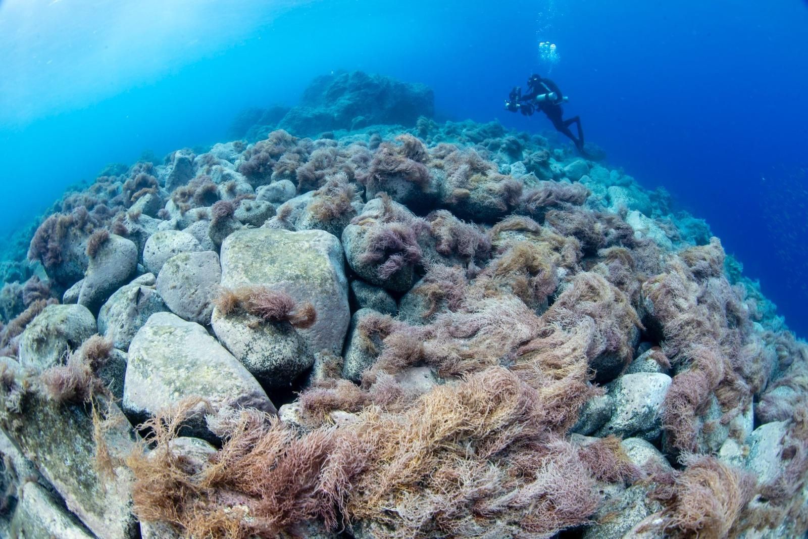 La vida renace en la lava del volcán Tajogaite.