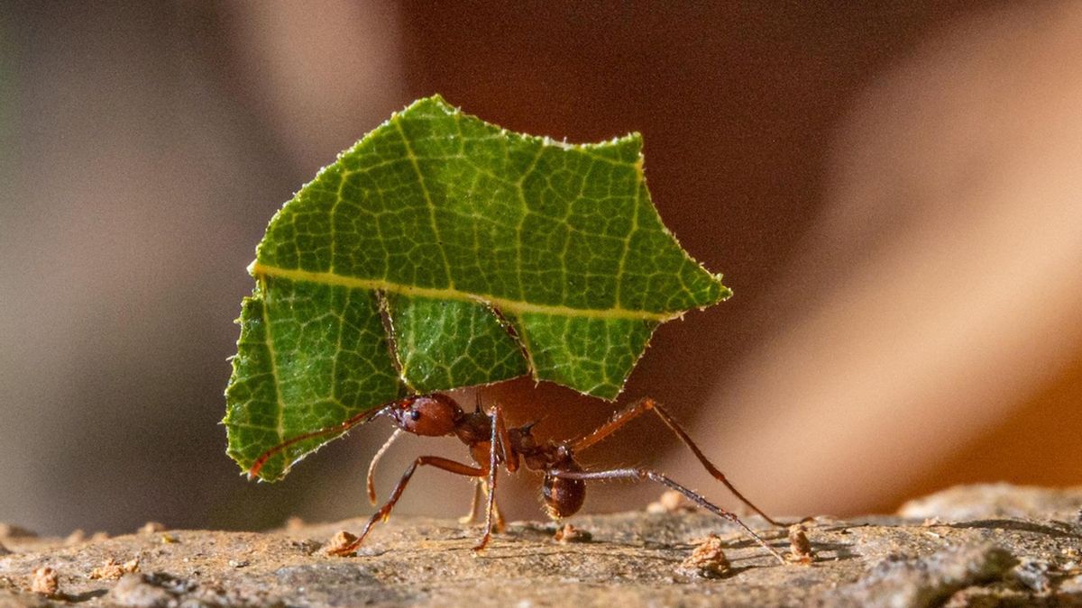La biología de las hormigas incluye un método de cuarentena que elimina a los individuos enfermos para salvar a la colonia
