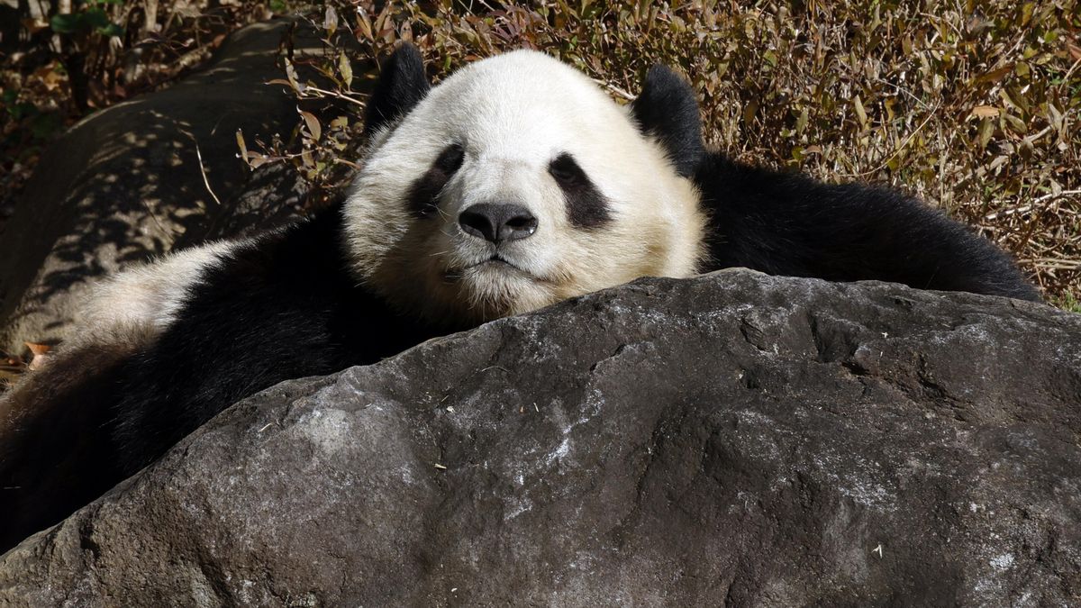 Japón se queda sin osos pandas: los gemelos Xiao Xiao y Lei Lei volverá a China tras recibir el cariño de miles de personas