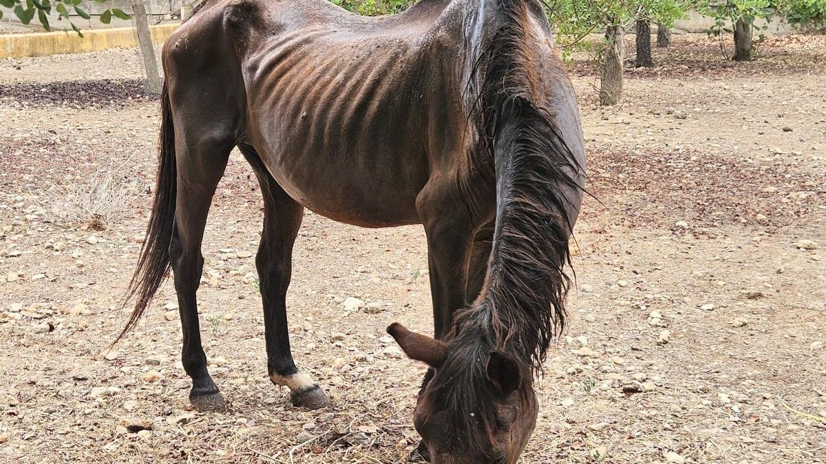 Rescatades dues egües en "pèssimes condicions" en una finca de Palma