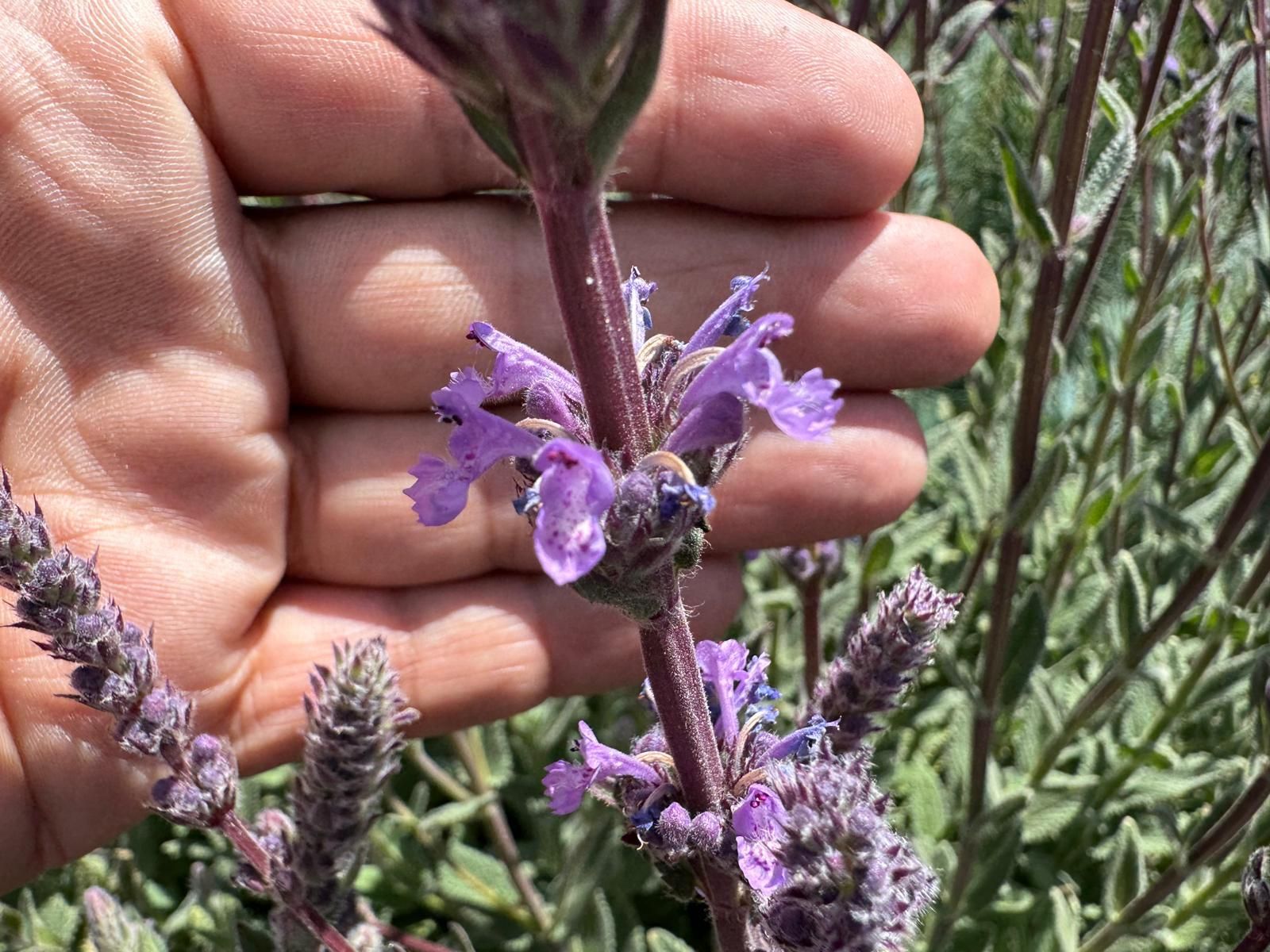 Salvia de cumbre (Nepeta teydea),  en los barrancos  La Tranza y La Caldereta,  sur del cortafuego de La Tabladita,  en el municipio de Tijarafe.
