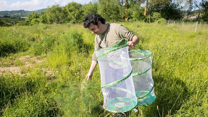 La segunda granja de mariposas de Europa, lista para volar en Álava