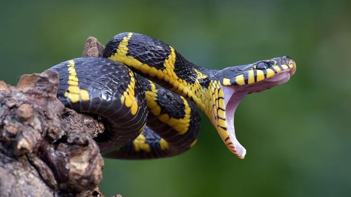 Siete millones de personas sufren cada año envenenamientos por mordeduras de serpiente