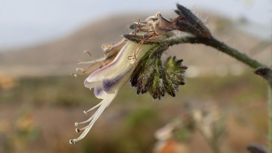 ¿Qué es la viborina triste, la planta que ha llevado a la paralización del macroproyecto turístico en el Puertito de Adeje?