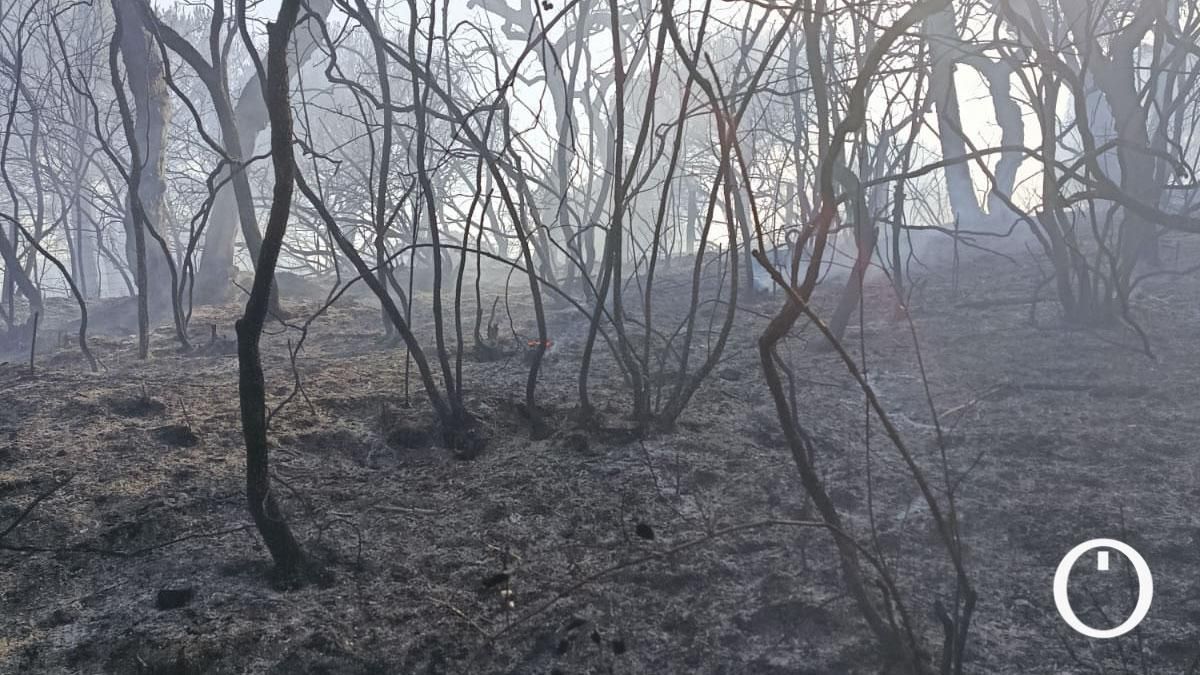 Árboles calcinados tras el incendio forestal en la sierra de Córdoba