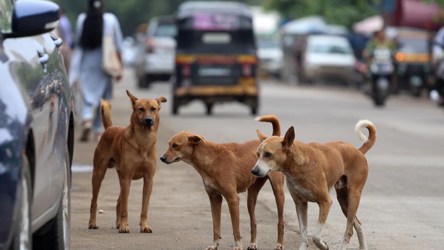 El Supremo indio interviene para revisar la orden de encerrar a los perros de Nueva Delhi