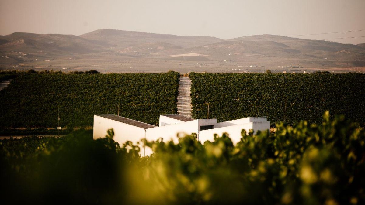 Viñedo de DOP Montilla Moriles