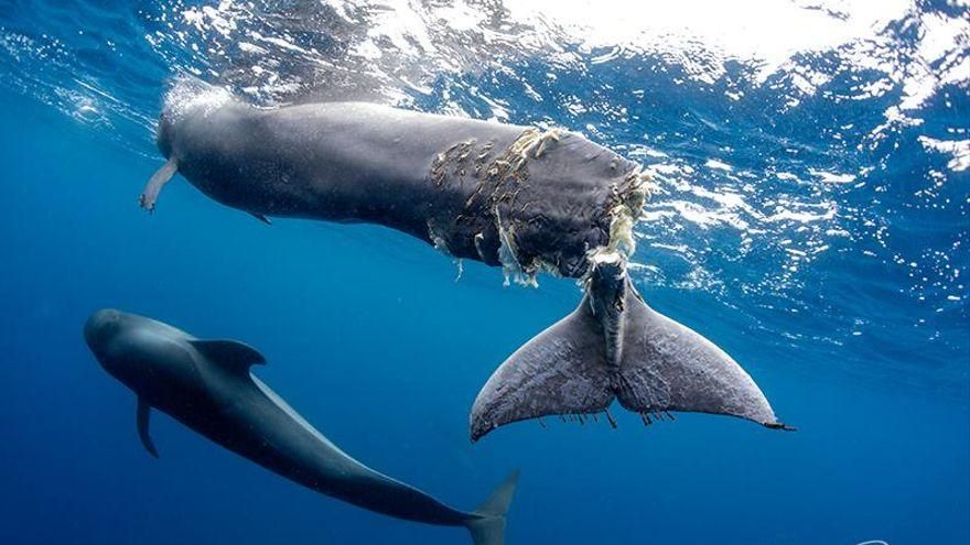 La ballena calderón sacrificada este domingo en aguas cercanas a Arona
