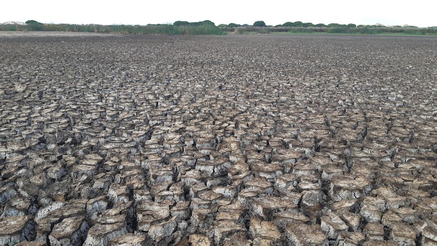 Esta laguna dulce en septiembre de 2022 da la medida del daño que está haciendo la sequía a Doñana