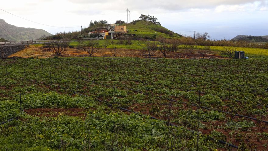 Las lluvias de Filomena, una bendición para el campo canario