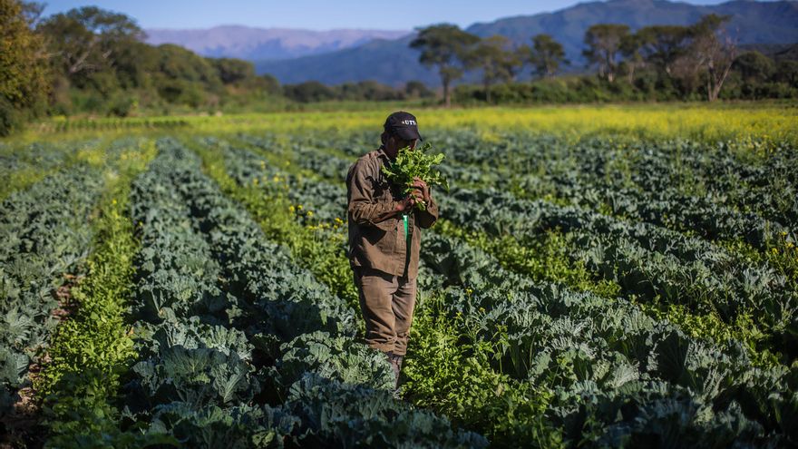 ¿Puede Sudamérica reducir el uso de agroquímicos en la agricultura?