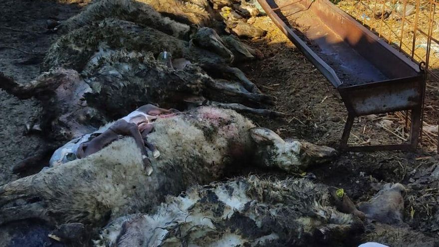 COAG denuncia que los ataques de lobos no son indemnizados al estar protegidos